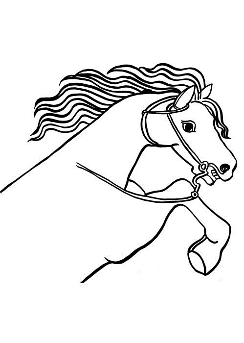 horse