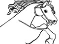 horse